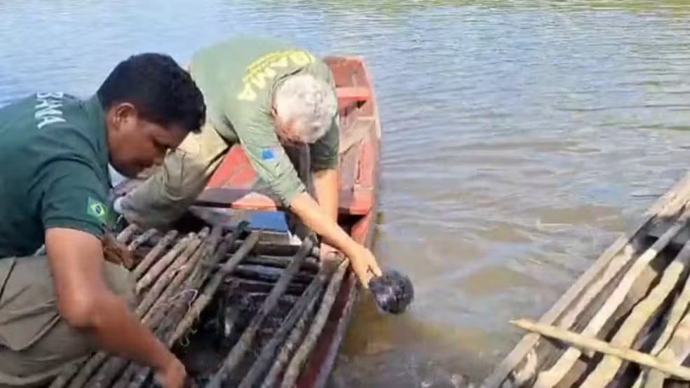 Operação protege fauna amazônica no interior do Amazonas