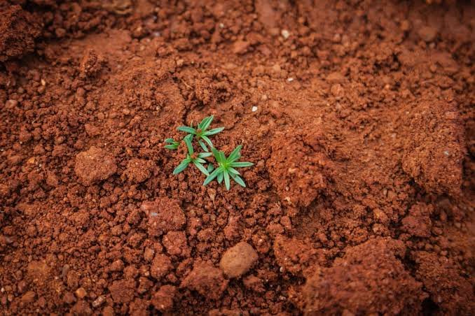 Recuperar solos ajuda a enfrentar crise climática