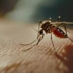 Febre do Nilo: principais formas de prevenção Palavra-chave: prevenção contra febre do Nilo