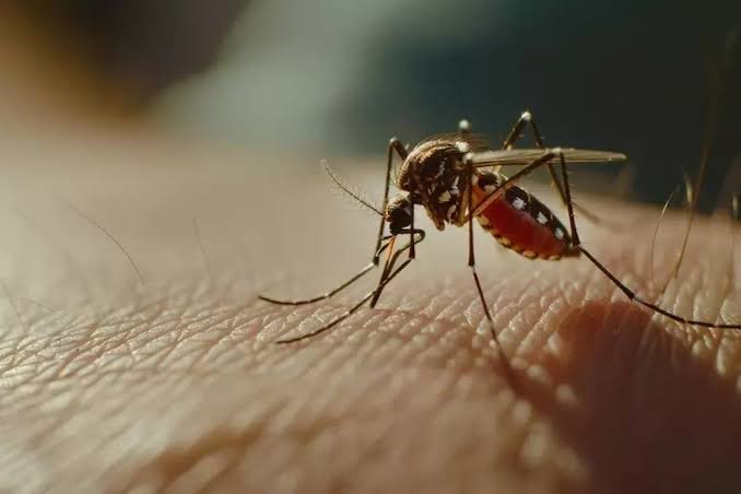 Febre do Nilo: principais formas de prevenção Palavra-chave: prevenção contra febre do Nilo