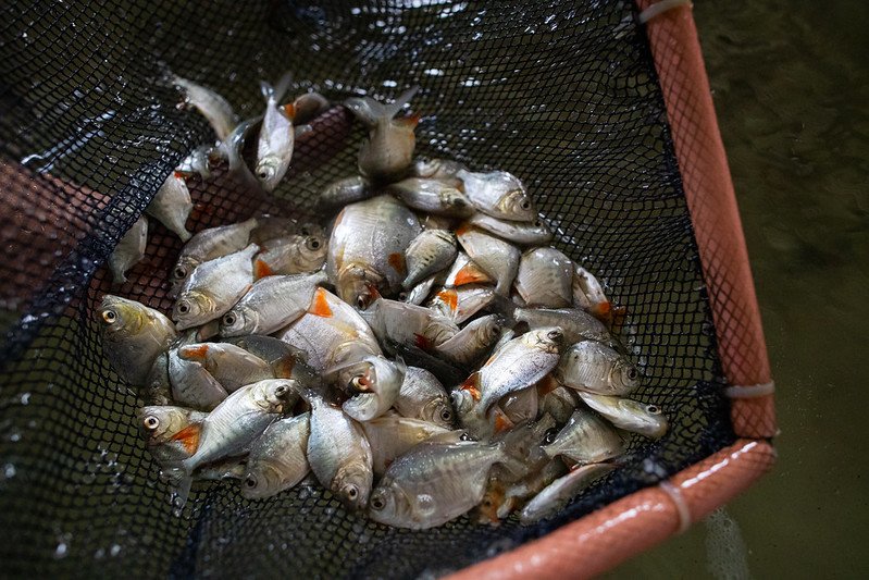 Espécies endêmicas destacam riqueza da Bacia Amazônica