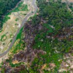 Incêndio causa preocupação com fauna no Parque das Tribos