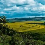 Mata Atlântica passa por transformação no uso da terra em 41 anos