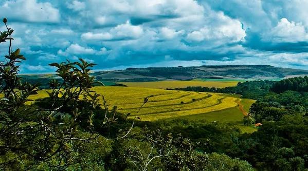 Mata Atlântica passa por transformação no uso da terra em 41 anos