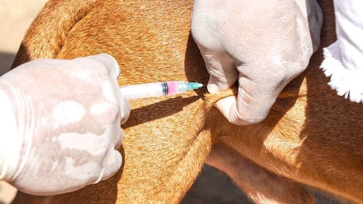 Campanha antirrábica terá duração de três meses